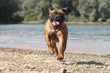 BULLMASTIFF 074